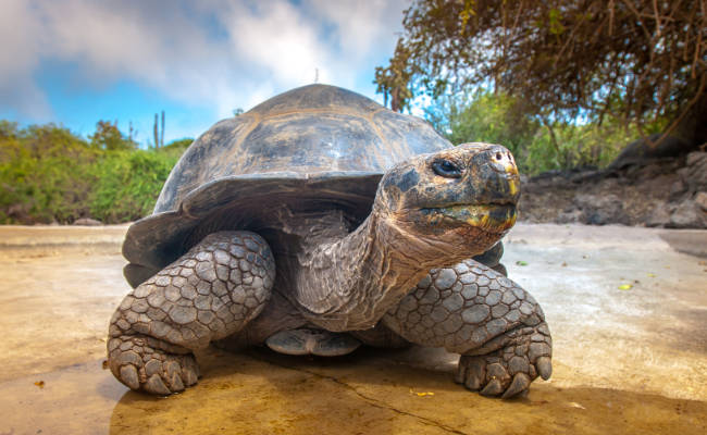 Galapagos Islands Tours