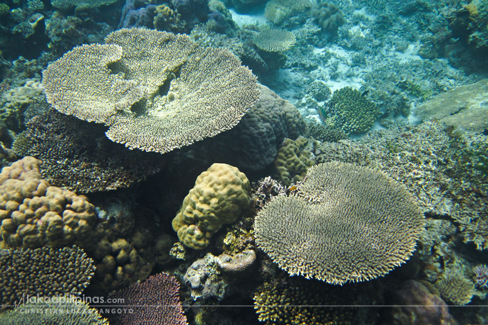 Malwawey Coral Garden Coron Palawan