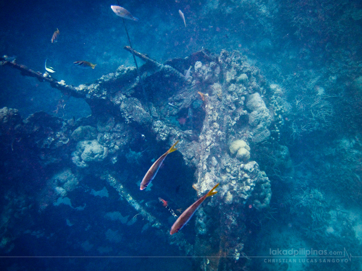 Skeleton Wreck Coron Palawan