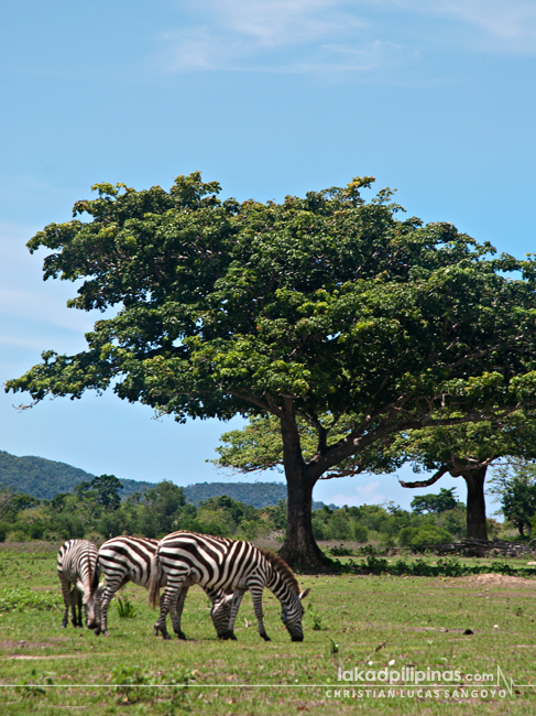 Calauit Safari Park Busuanga Coron Palawan