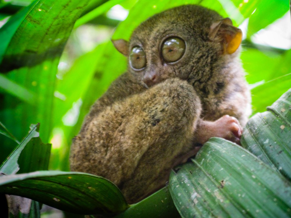 tarsier