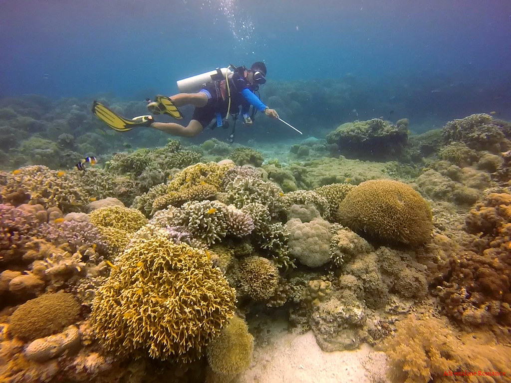 Scuba diving in Balicasag