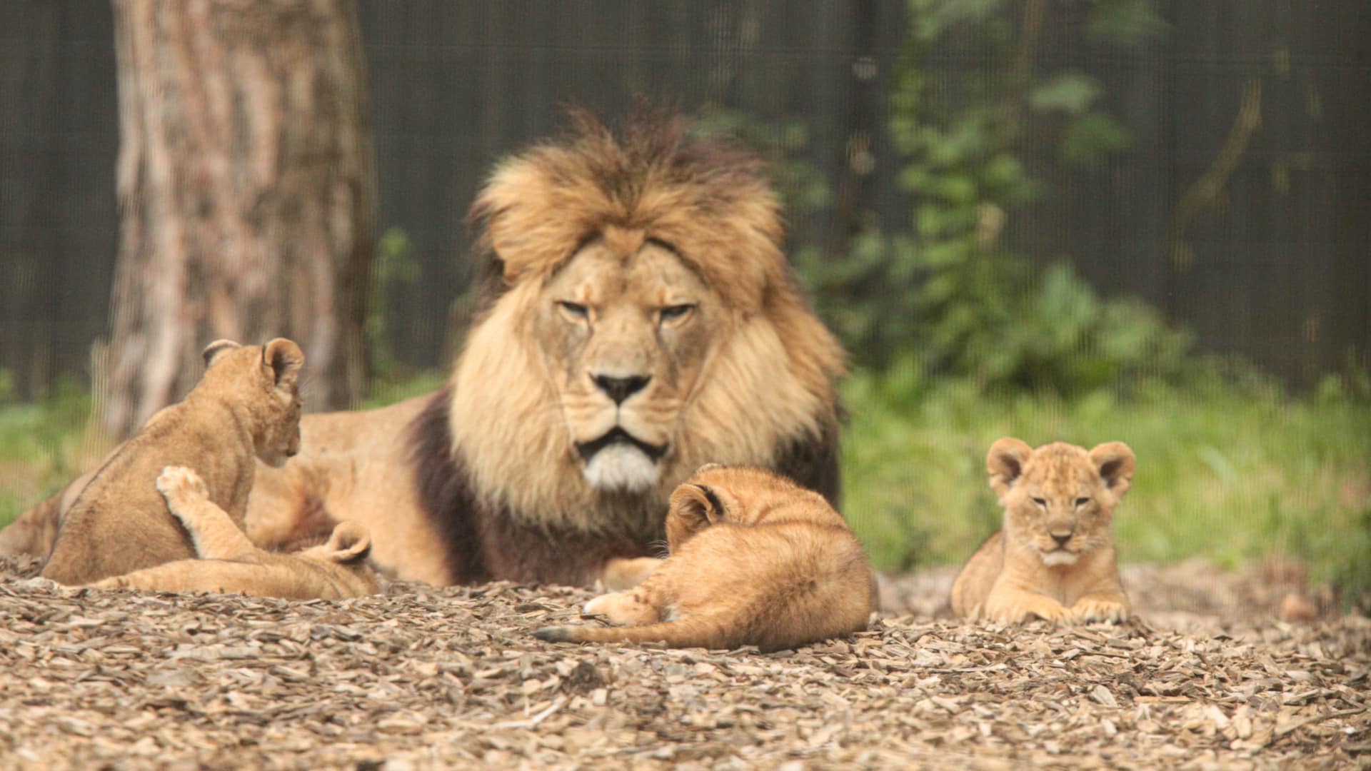 Port Lympne Hotel & Reserve - Lion Cubs