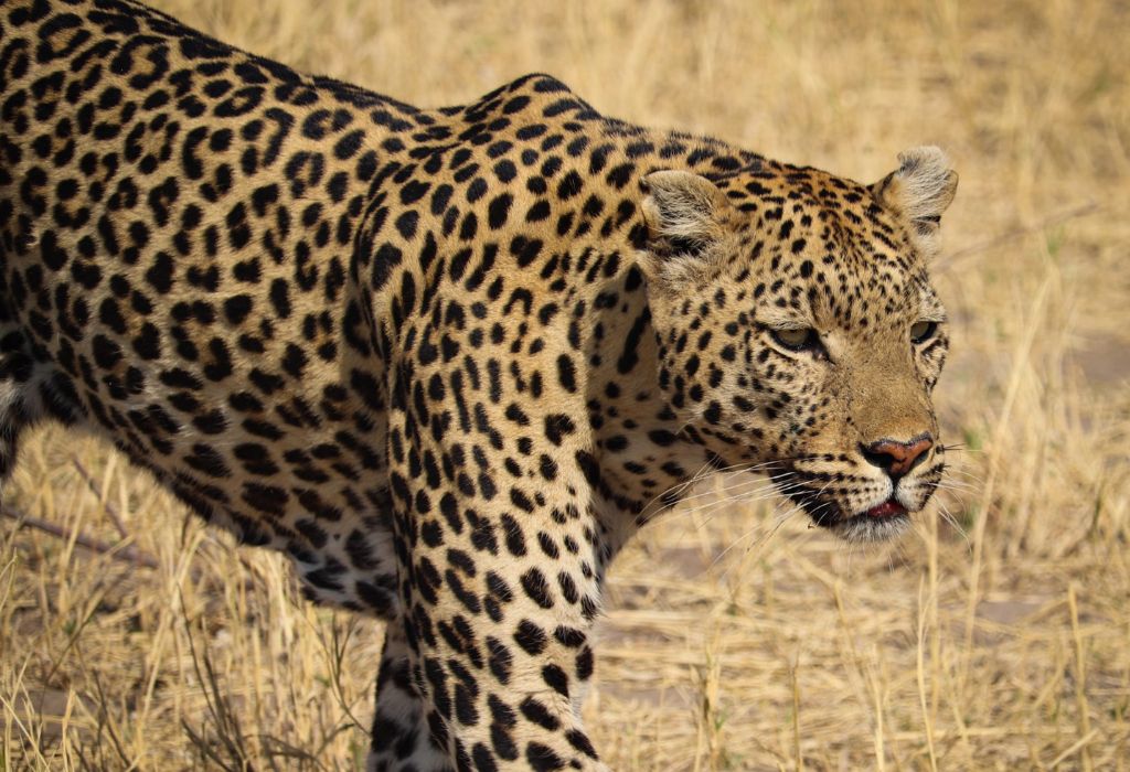 A Leopard in the Moremi Game Reserve