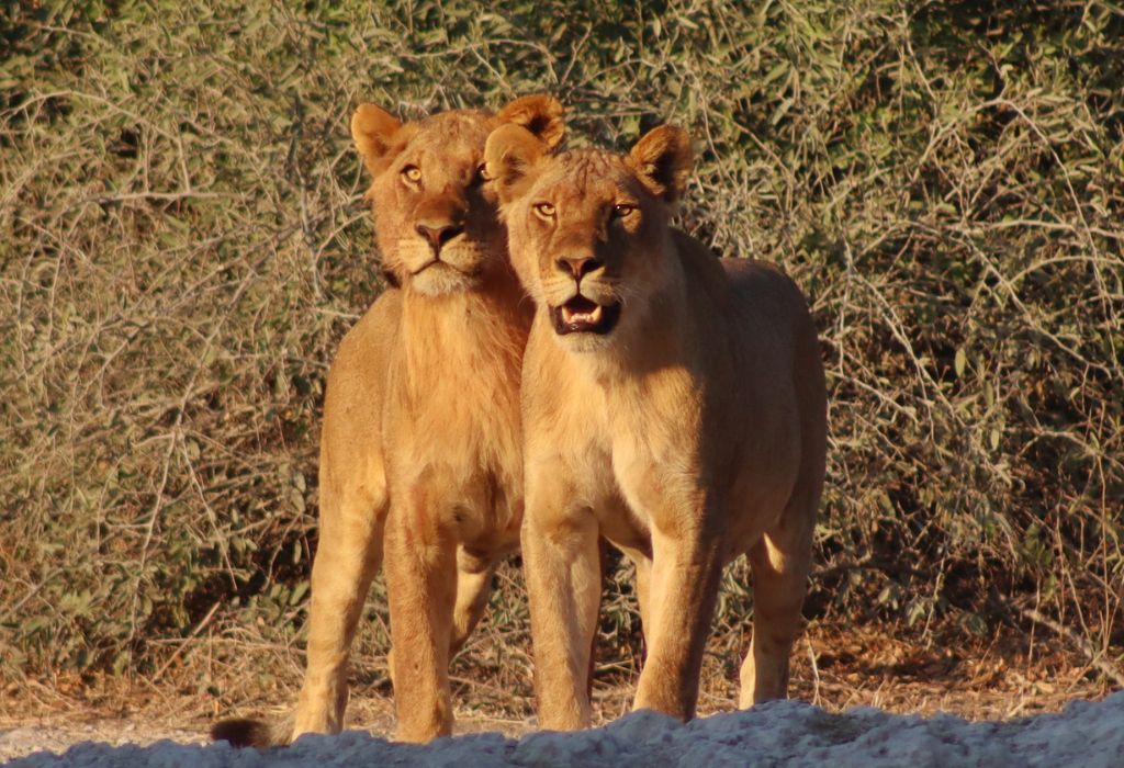 Chobe National Park Botswana