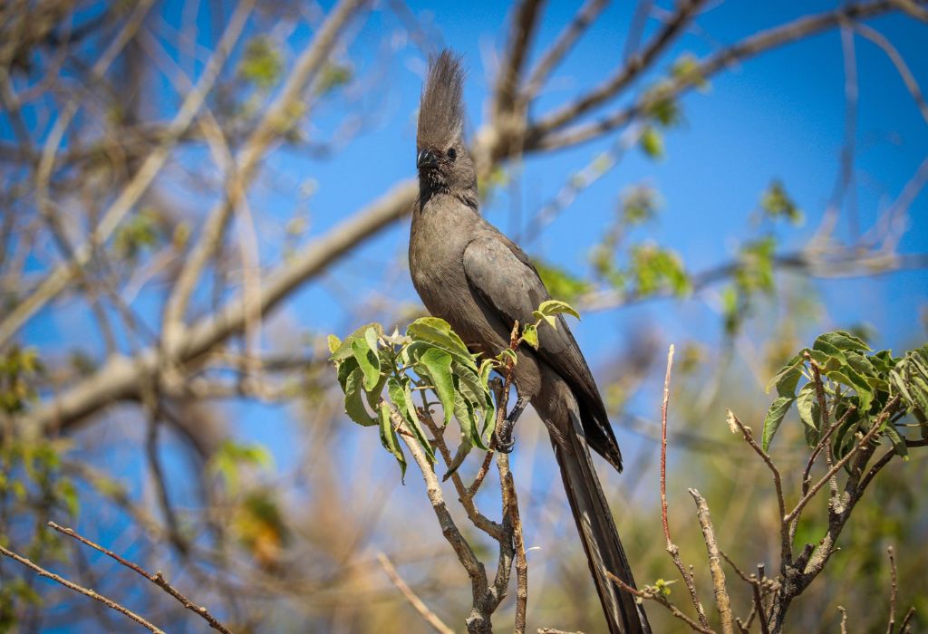 Grey go-away-bird Botswana