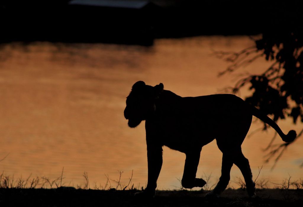 Lion at Sunset in Chobe National Park