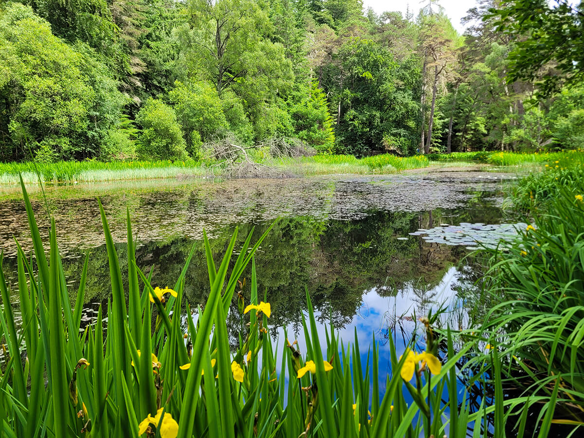 Loch Dunmore in Faskally Woods