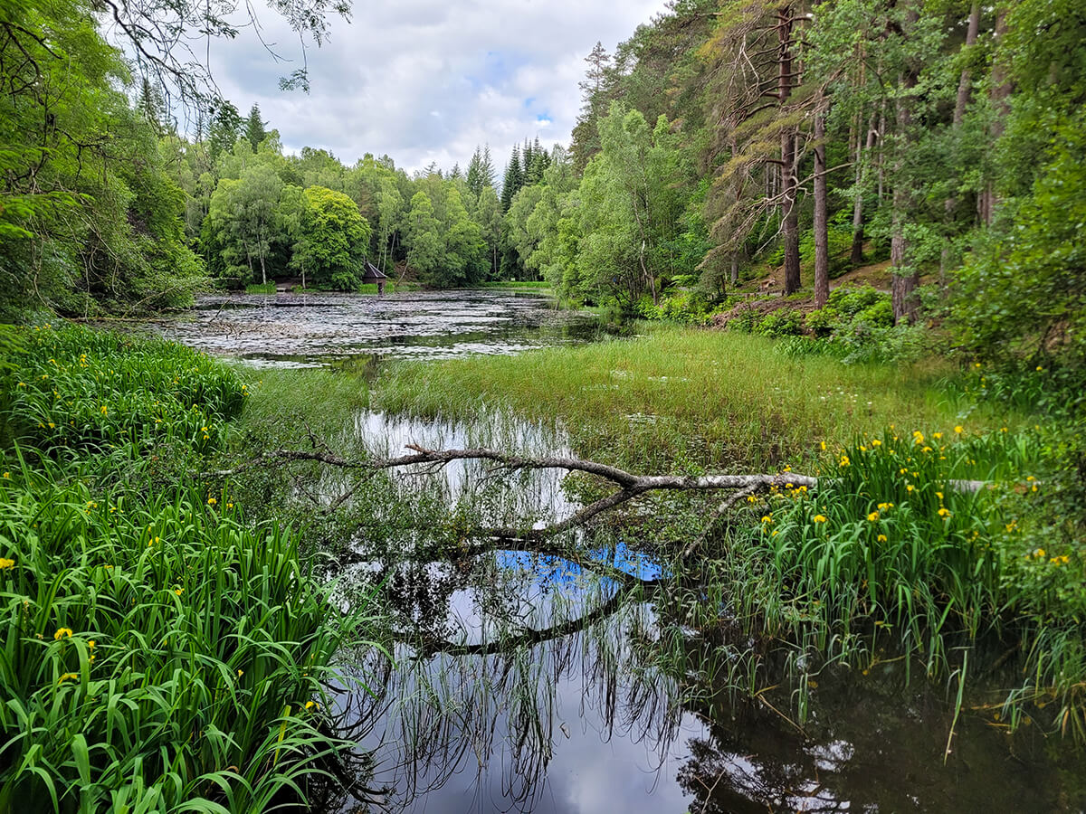 Loch Dunmore in Faskally Woods