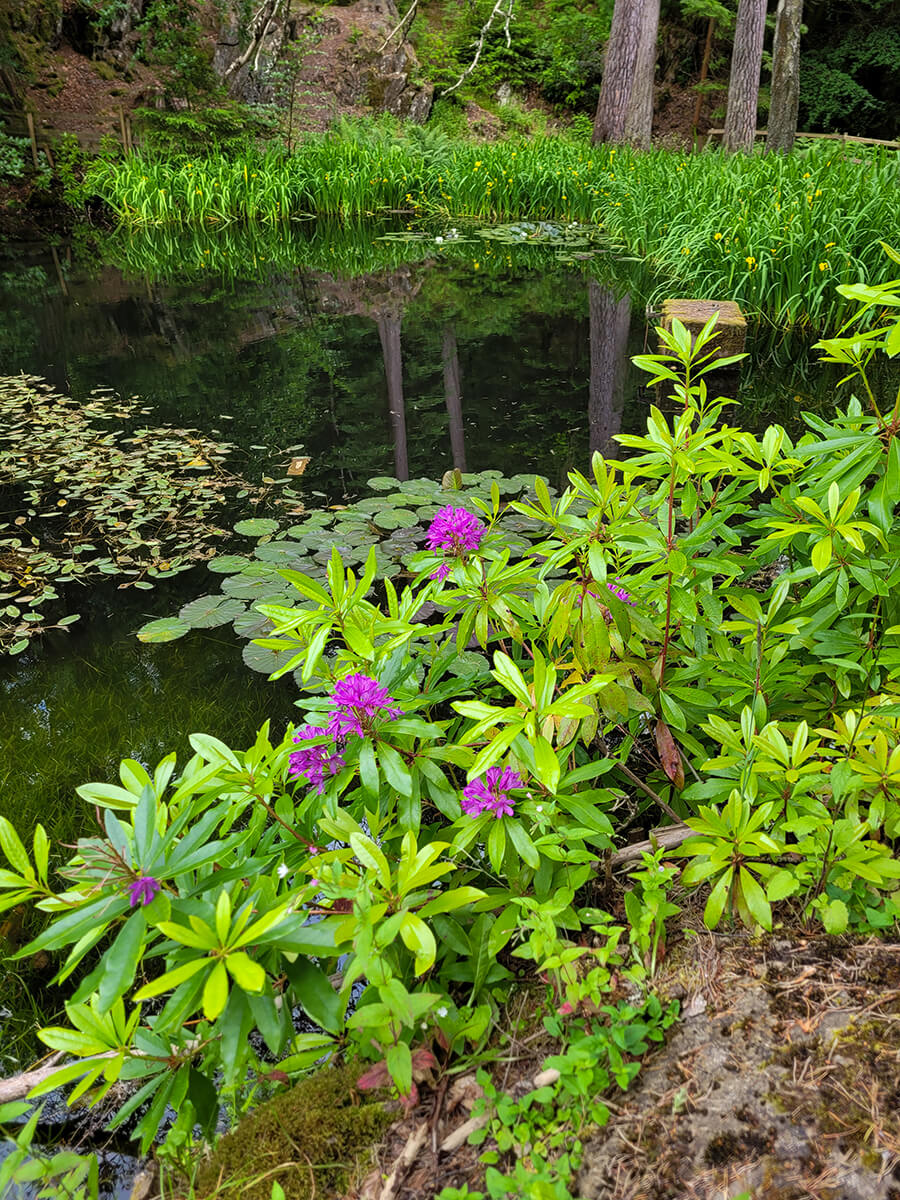 Lily pads flourishing on Loch Dunmore in Faskally Woods.