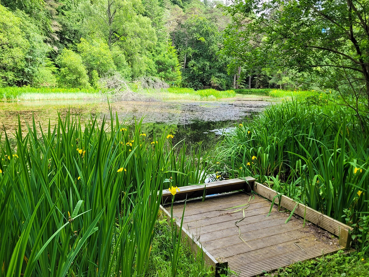 Loch Dunmore in Faskally Woods