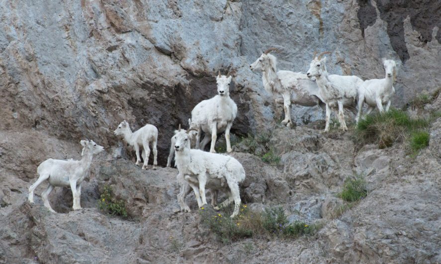 A family of Dall sheep on a rocky cliff