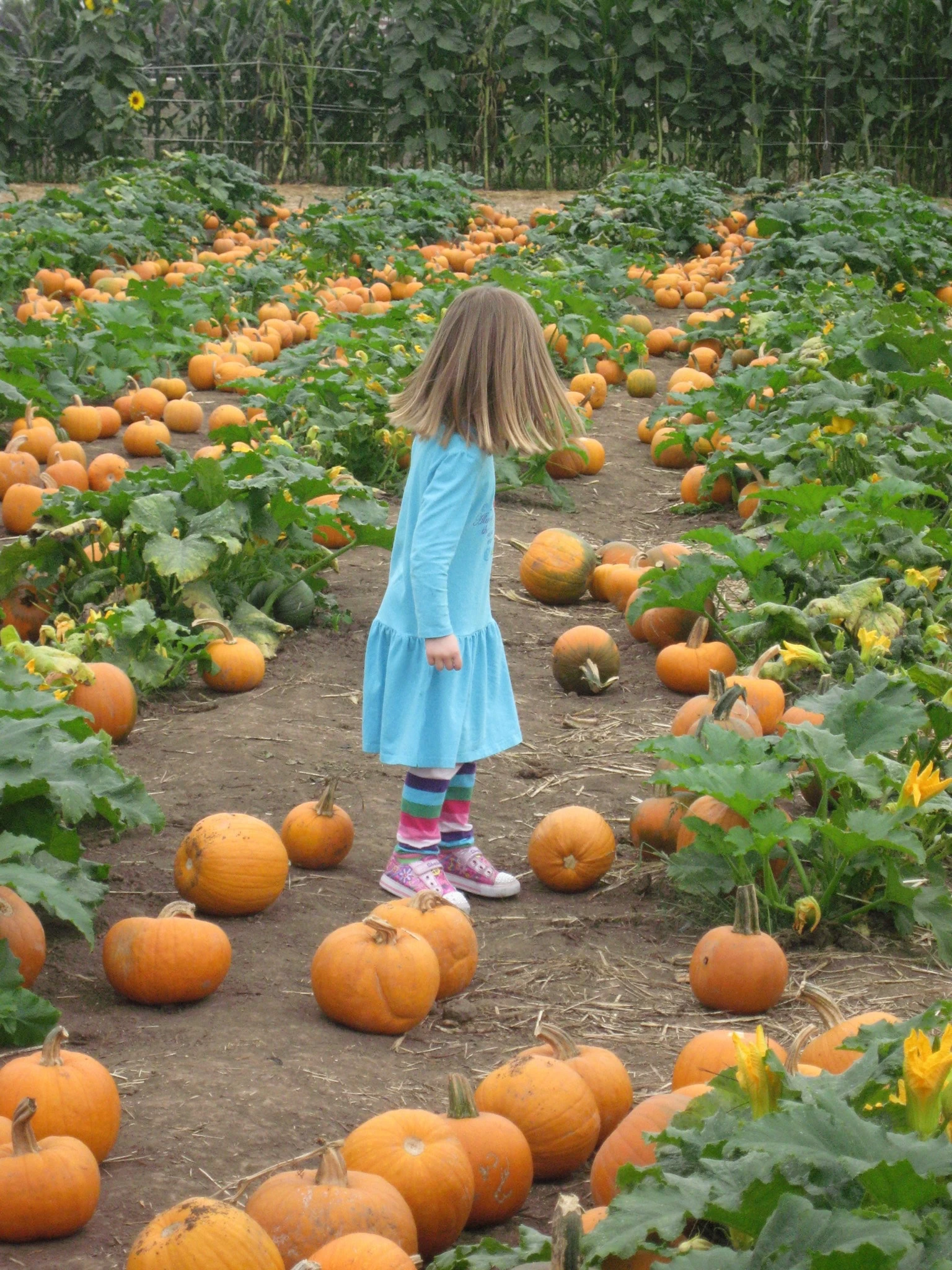 A little girl in rows of pumpkins at Del Mar's Pumpkin Station.