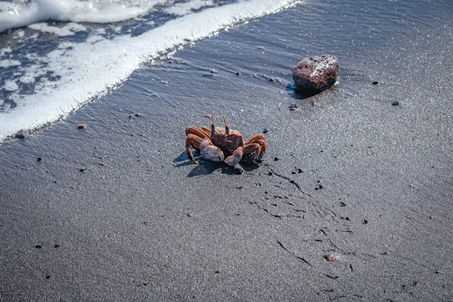 Crab on the black sand beach