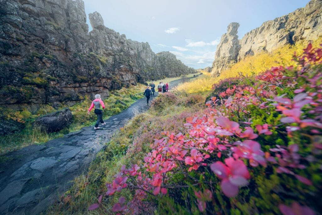 A rocky path lined with pink flowers wends through Thingvellir.