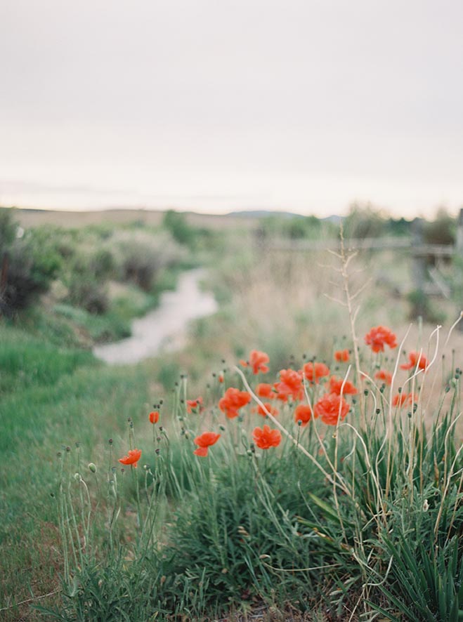 Wildflowers and creek in Plush, Oregon