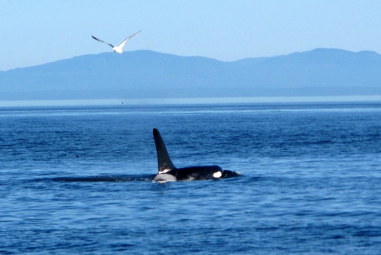 Orca Whale Watching in Victoria, British Columbia