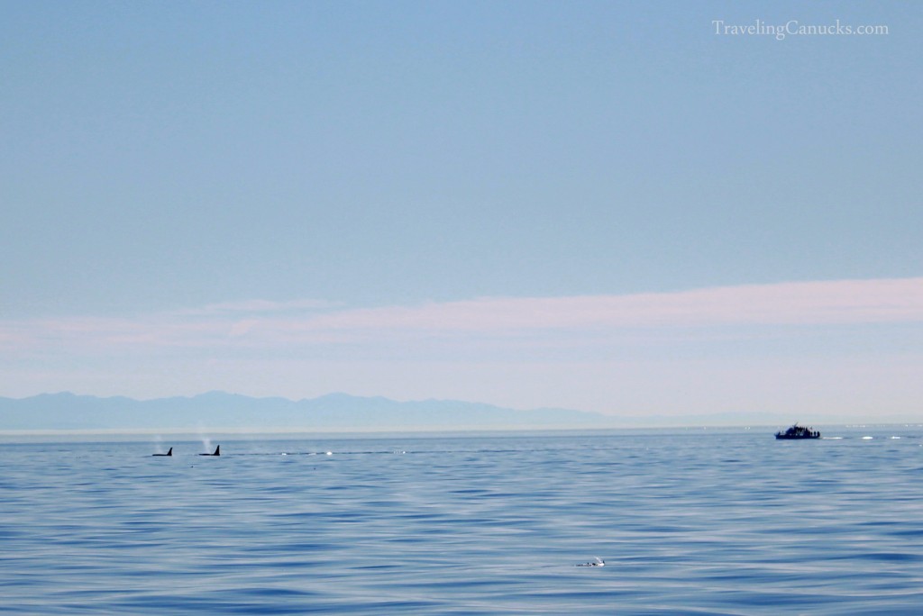 Orca Whale Watching Tour in Victoria