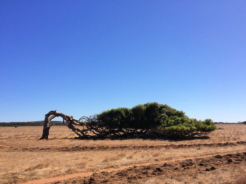 The leaning trees of Geraldton