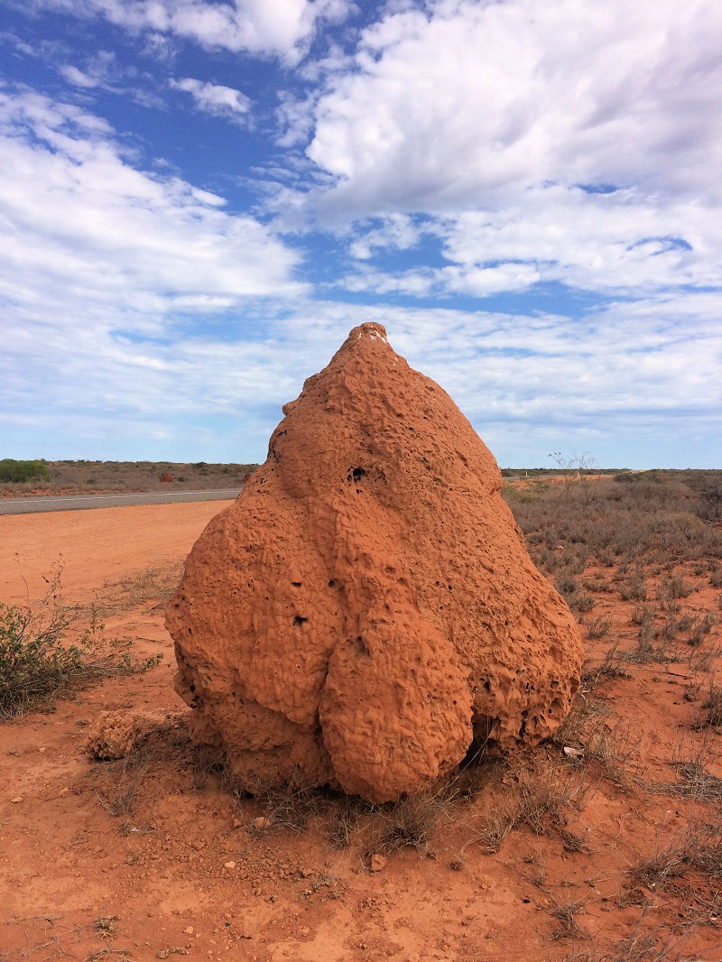 Termite Mounds Exmouth