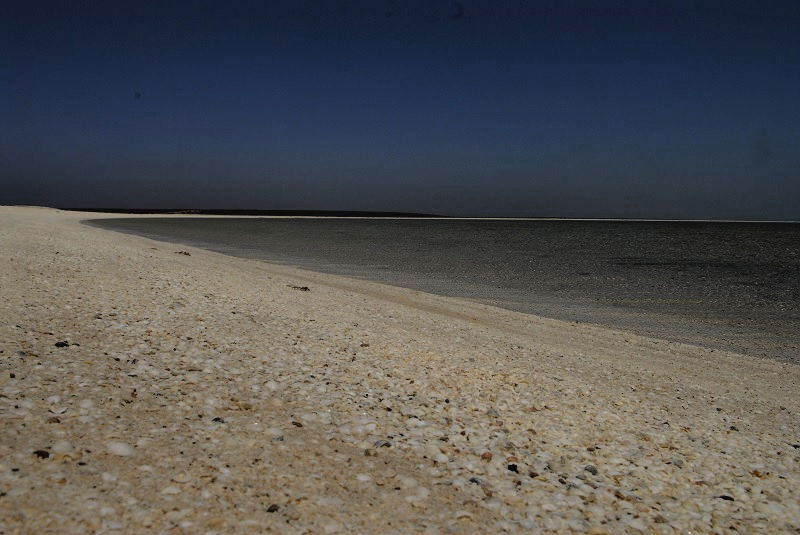 Nothing but shells on shell beach