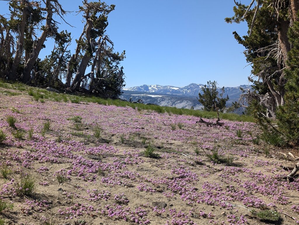 Pink puffy flowers on the ground in California's Desolation Wilderness.