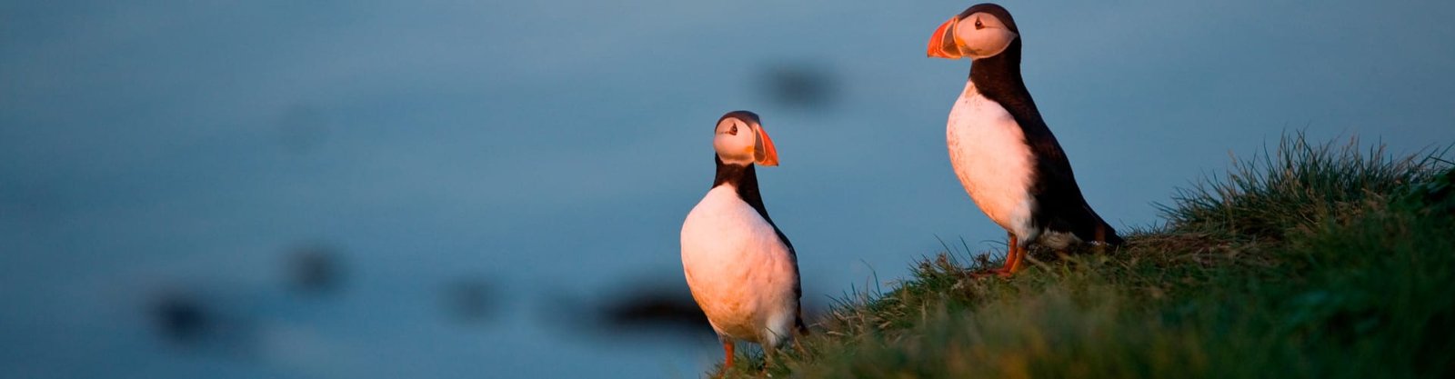 Puffins at Midnight Sun