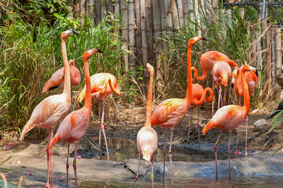 Barranquilla Zoo