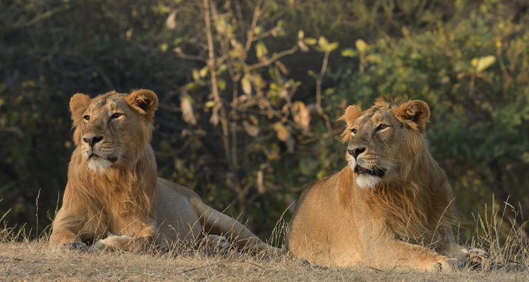 Gir National Park