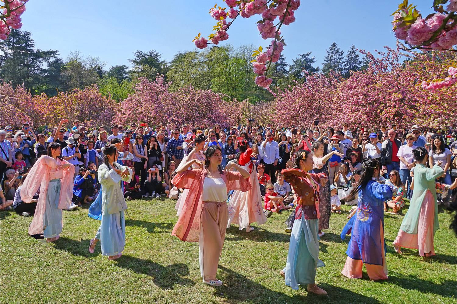 Traditional dancers at the Japanese Hanami festival at Parc de Sceaux in Paris, surrounded by cherry blossom trees and a crowd.