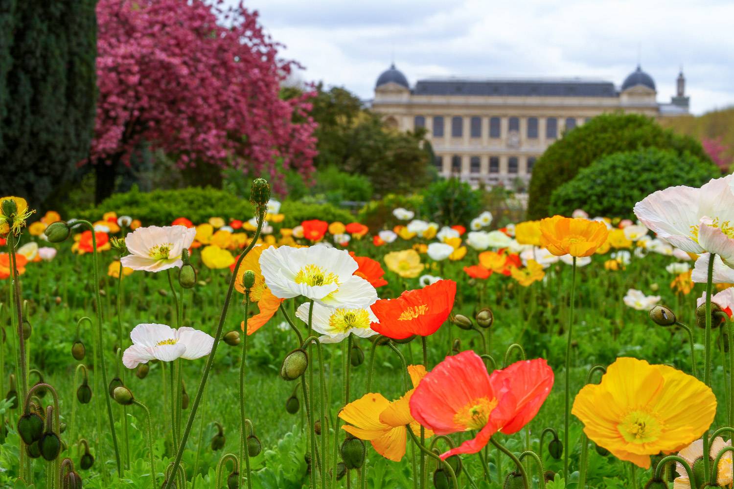 Blooming flowers and trees at Jardin des Plantes in Paris, with the Grande Galerie de l'Evolution in the background.