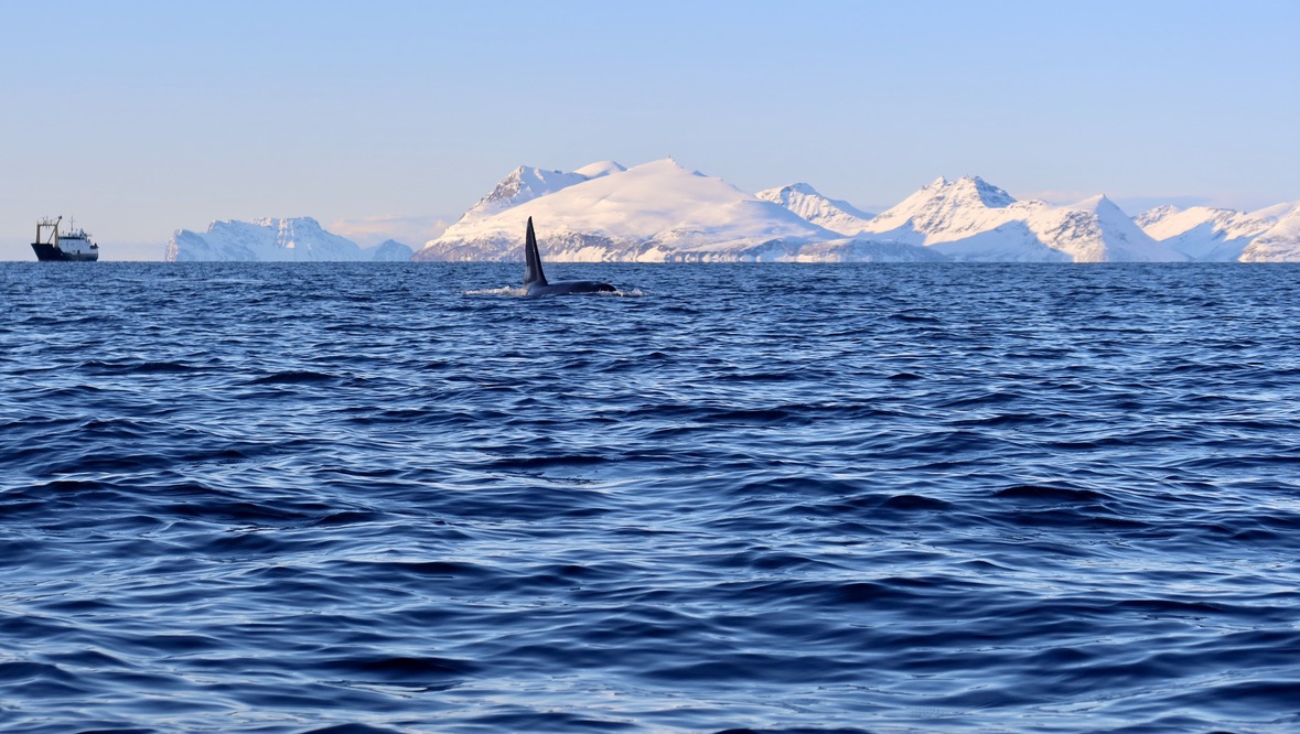 Whales in Norway, Lyngen Alps close to Skjervøy