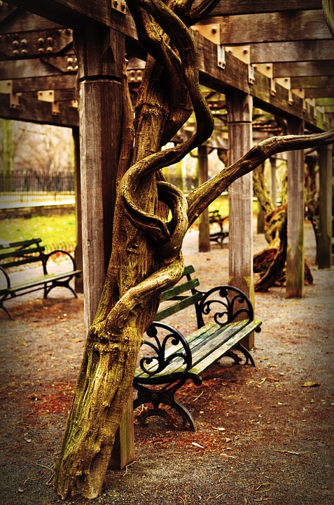 A pergola at the Central Park Conservatory Garden