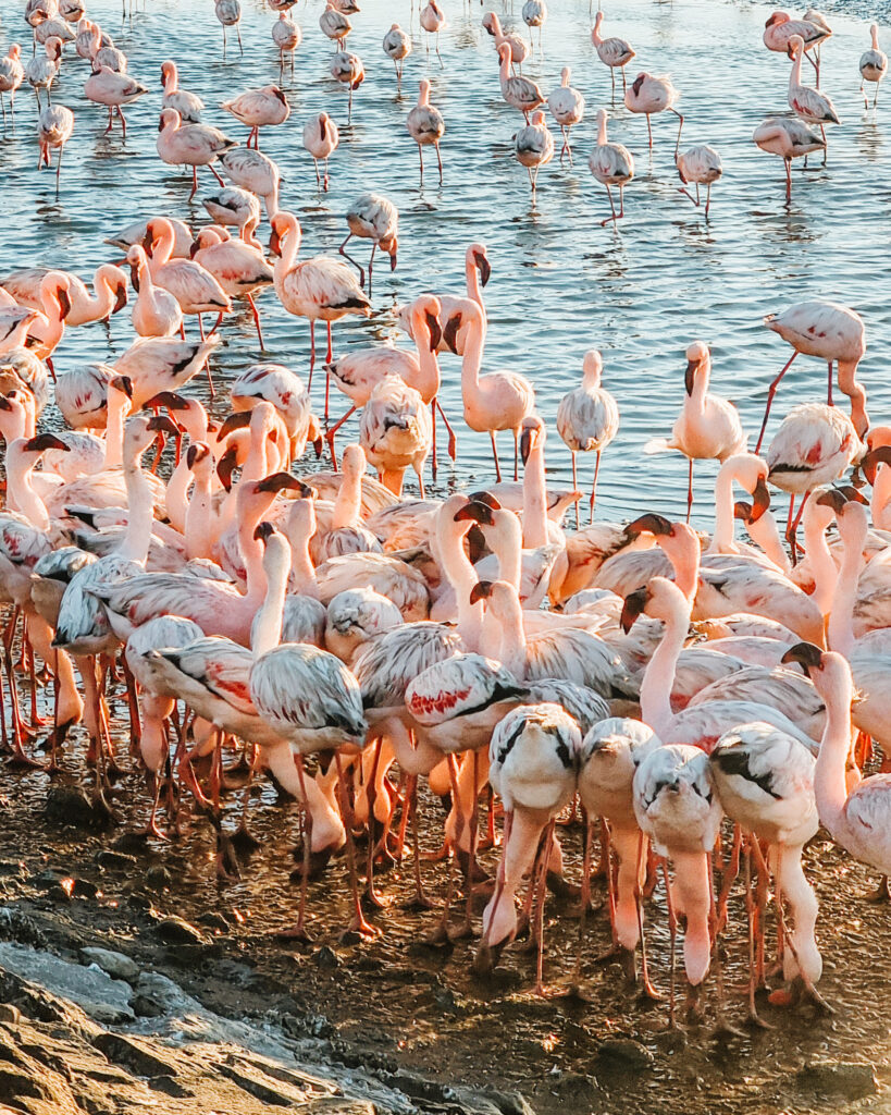 Walvis Bay Flamingos