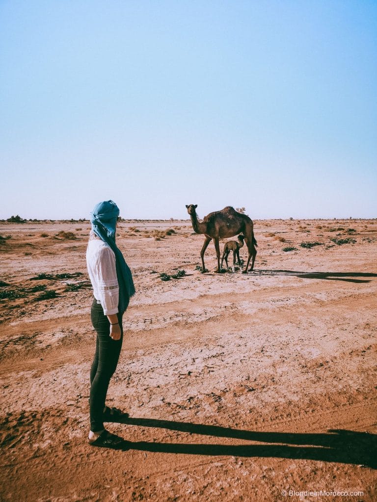 erg chigaga desert morocco dunes sahara camel