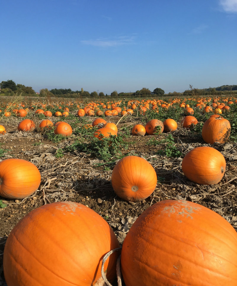 Pumpkin patch: Pumpkin Picking in Kent