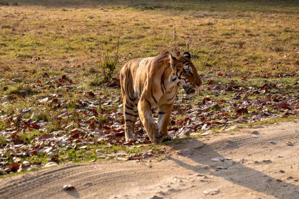 Tiger safari Kanha Madhya Pradesh