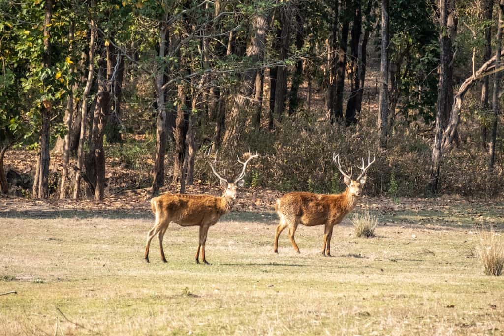 Kanha National Park responsible tourism