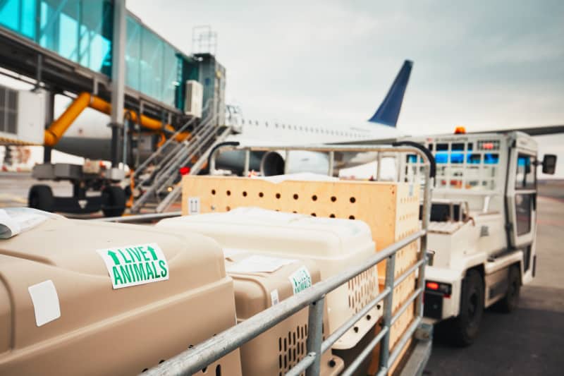 Live Animals sticker on a plastic kennel on the airport tarmac