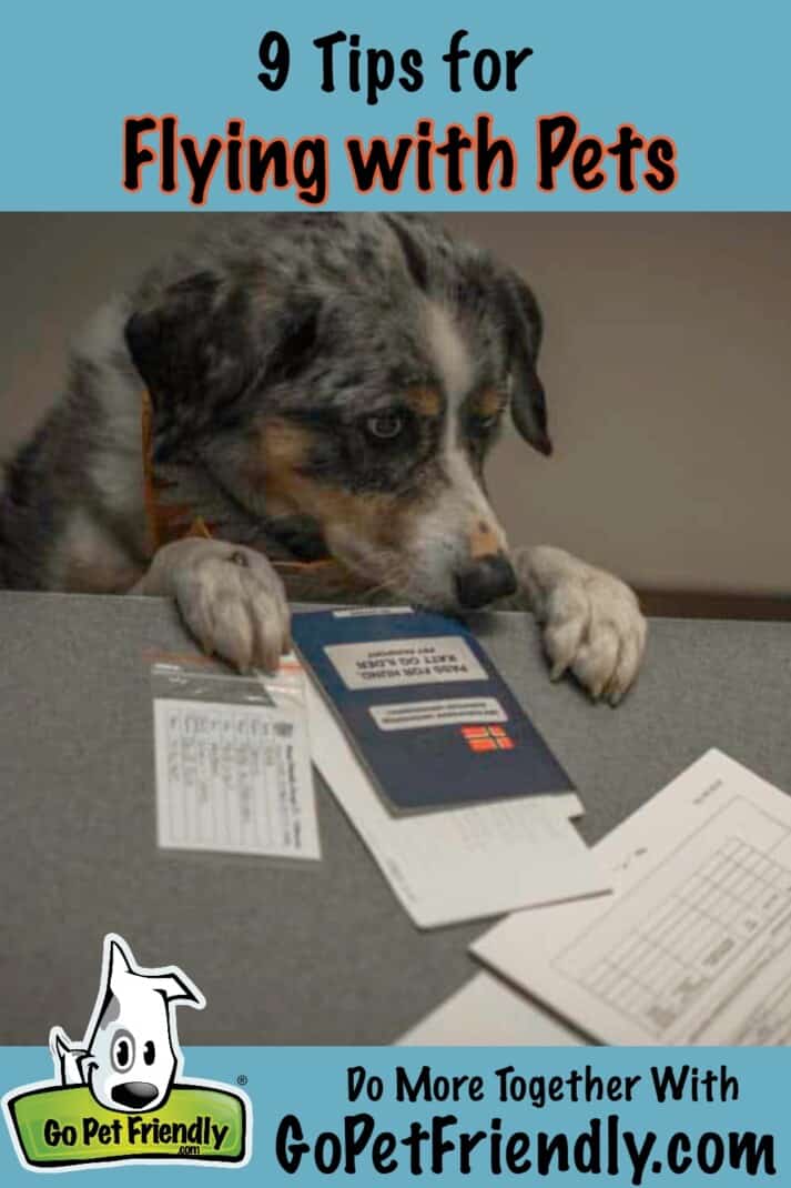 A dog sniffing at papers.