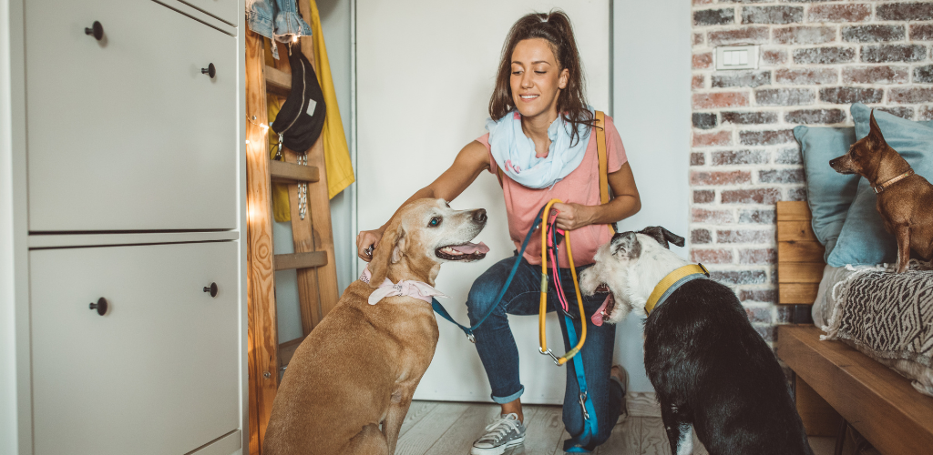 A woman caring for dogs, all ready to go for a walk.