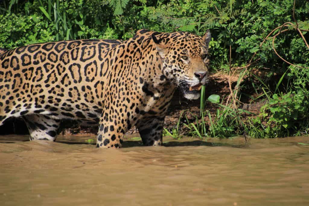 Jaguar in the Pantanal on our Brazilian vacation