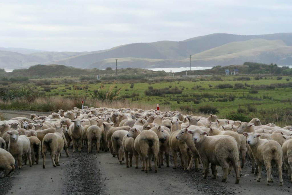 Group of sheep blocking a road