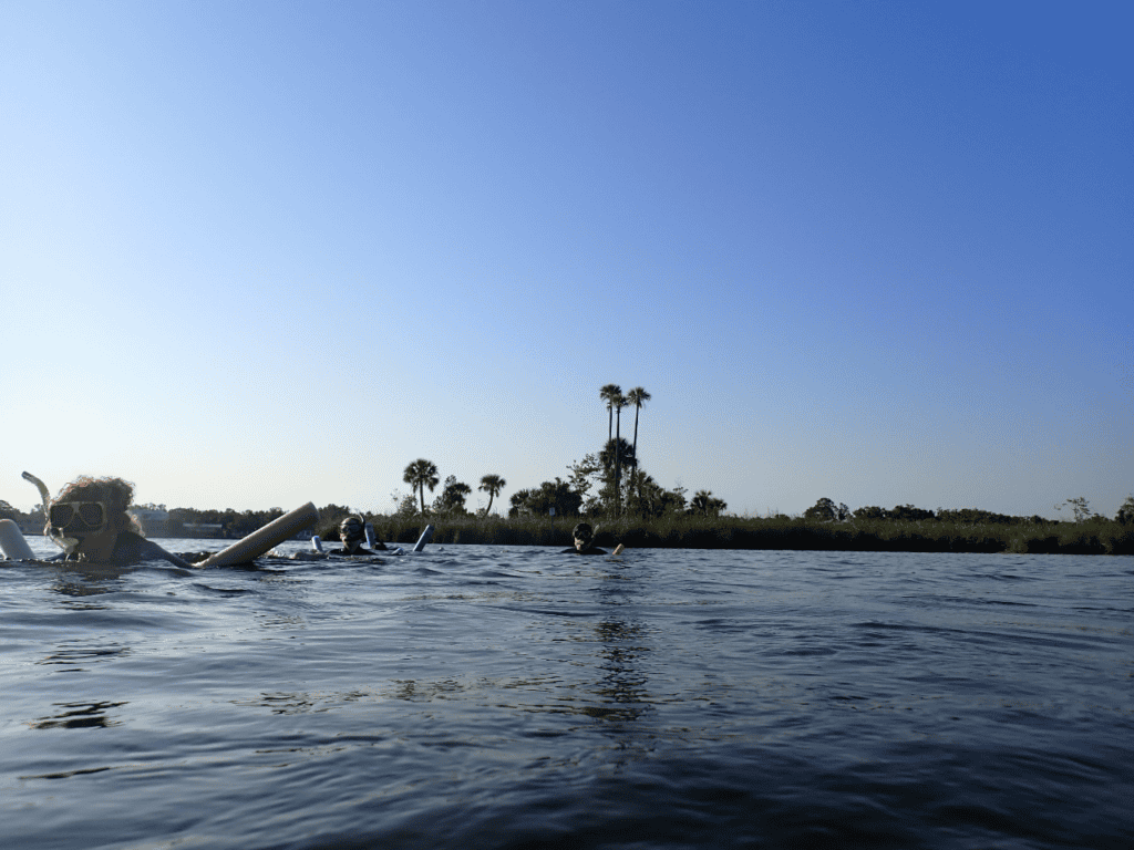 Swimming with manatees in Crystal River, Florida in April