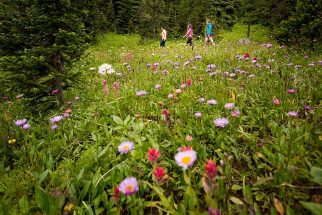 Sunshine Meadows, one of the easy hikes in Banff National Park