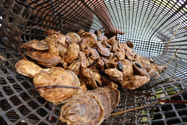 Fresh Green Gables oysters from the ocean in New London Bay, PEI