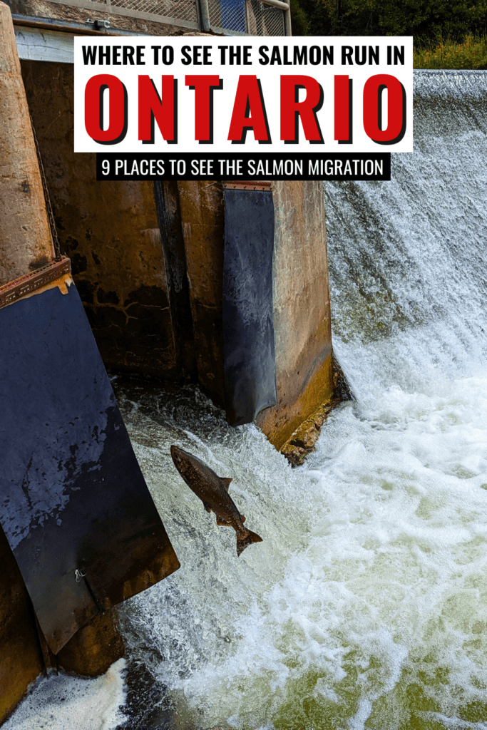 where to see salmon run in Ontario pin